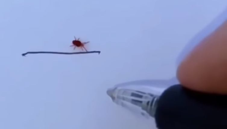 El viral del momento: la lapicera mágica que detiene a los bichos | Redes