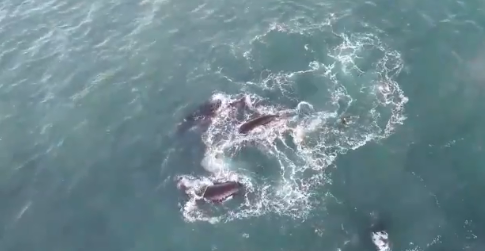 Impresionantes imágenes: un grupo de ballenas sorprendió frente a las playas de Mar del Plata | Redes