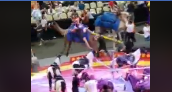 Fuerte video: un camello sacado hirió a varios espectadores en un circo | Redes