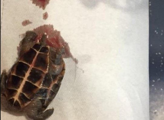 Sorpresa en España: una mujer fue al hospital y le hallaron una tortuga muerta en la vagina | Curiosidades