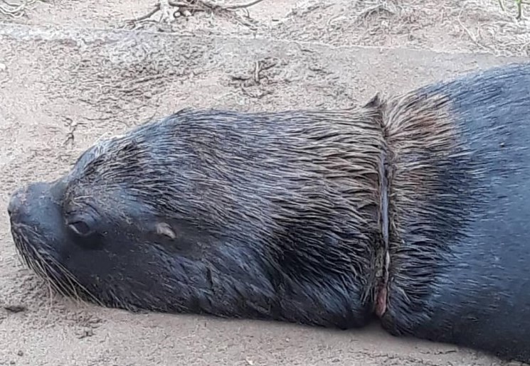Horror en Mar del Plata: aparecieron lobos marinos con alambres alrededor del cuello | Actualidad