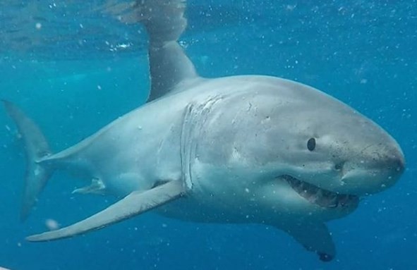 La escalofriante foto del "tiburón guasón" que conmocionó a todos en las redes sociales | Redes