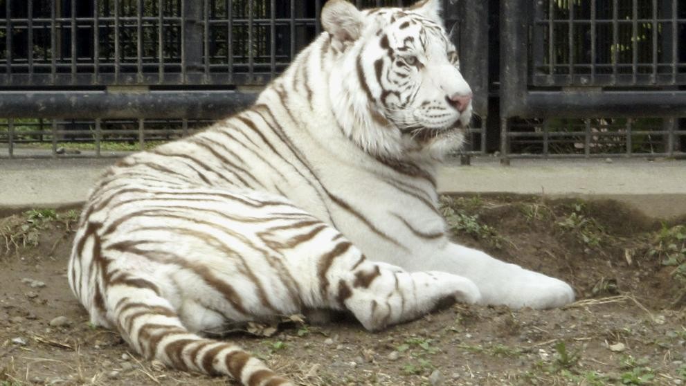 Un tigre blanco mató a su cuidador en un zoólogico | Internacionales