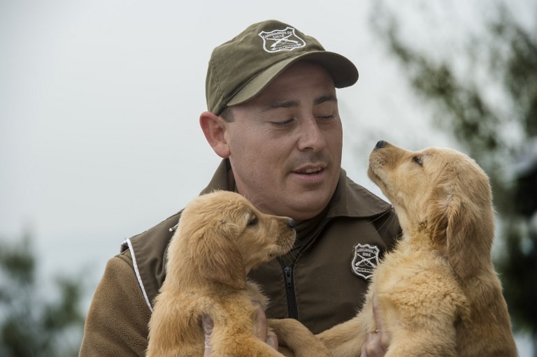 Policía de Chile entrena cachorros desde el día de su nacimiento | Internacionales