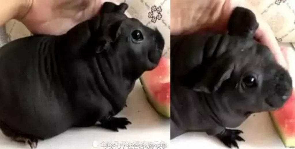 El extraño caso del hombre al que le vendieron rata por perro en China | Curiosidades