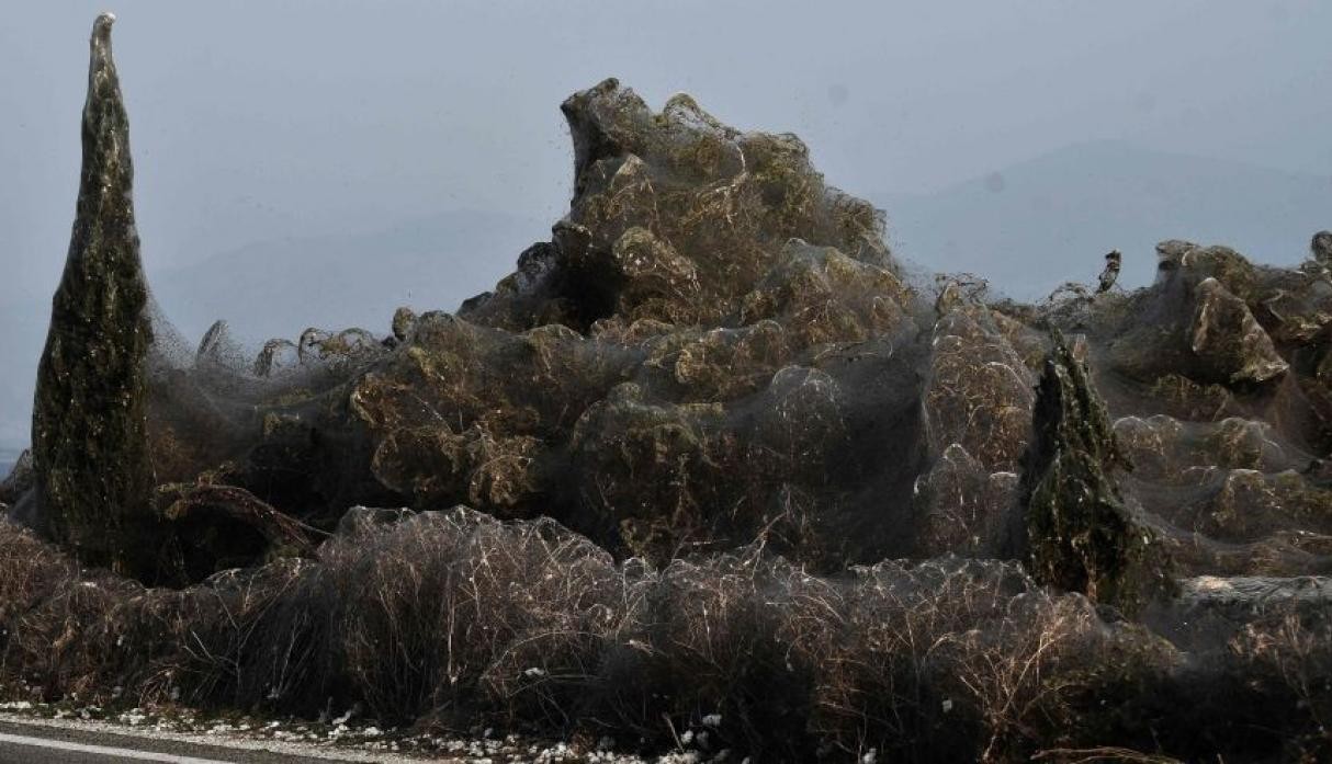La misteriosa telaraña que cubrió 10 mil metros de playa en Grecia | Curiosidades