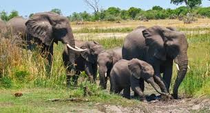 Video: el momento en que una manada de elefantes embiste contra un grupo de cazadores | Curiosidades