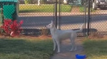 La perrita ciega y sorda que se vuelve loca cuando huele la llegada de su dueño | Redes