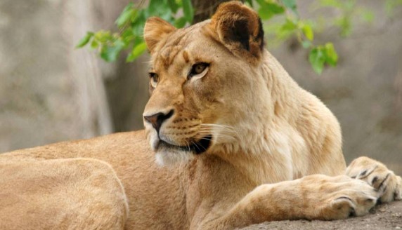 Una leona mató al padre de sus tres crías en un zoo de Indianápolis | Internacionales