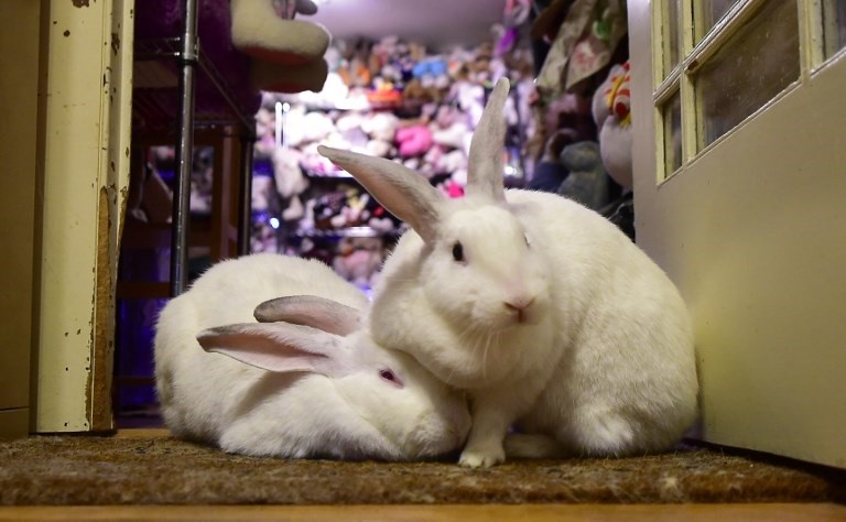 Buscan a un asesino serial de conejos domésticos: "Está creando una verdadera psicosis" | Internacionales