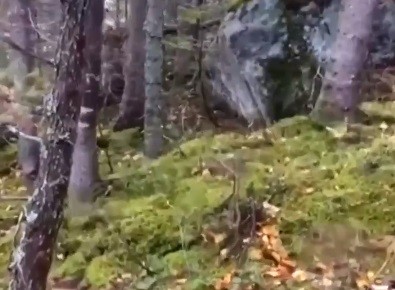 Video viral: el misterioso bosque que "respira" en Canadá | Redes