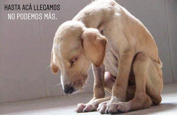 El pedido desesperado de un refugio de animales que debe 70 mil pesos y no puede seguir ayudando | Redes