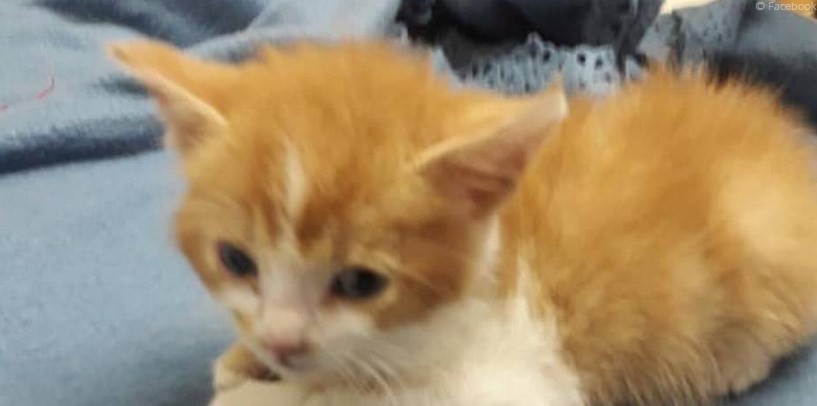 Conmoción en Chile: rescataron a una gata bebé que fue torturada por una adolescente | Internacionales