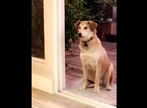 Ternura total: el perro que espera sentado hasta que le abren una puerta invisible | Redes