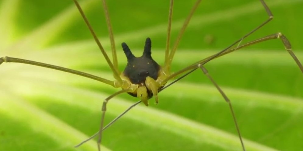 La extraña araña con cabeza de perro hallada en la selva de Ecuador | Curiosidades