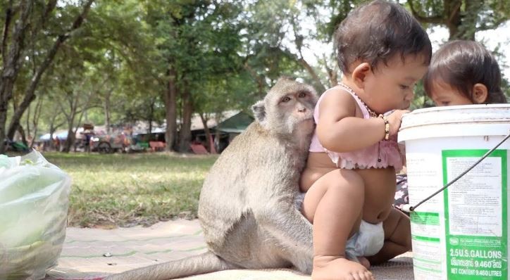 Tras entrar a una casa, un mono se llevó a un bebé que era amamantado por su madre: el nene murió | Internacionales