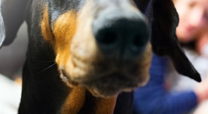 Un perro atacó a su dueño para evitar que siga golpeando a su pareja | Internacionales