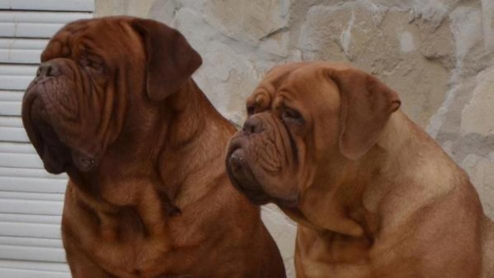 Madre e hija murieron atacadas por sus propios perros | Internacionales