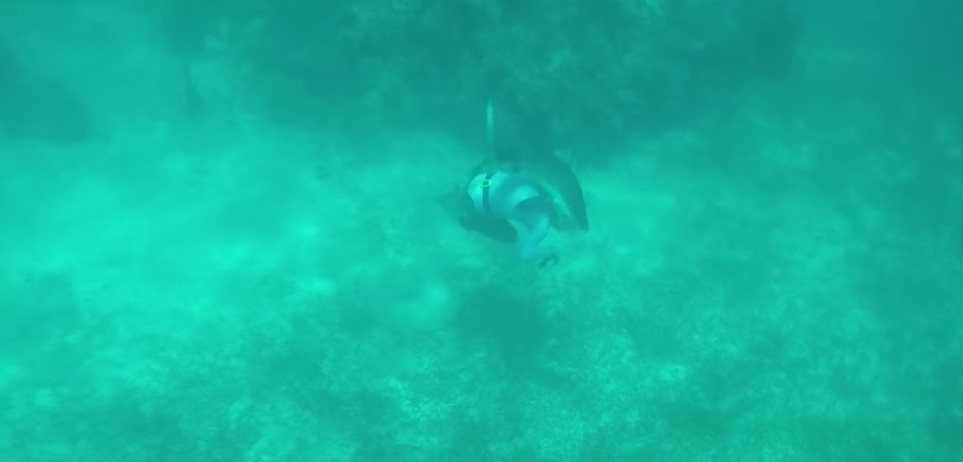 Viedo: un tiburón le muerde la cabeza a un buzo y logra vivir para contarlo | Curiosidades