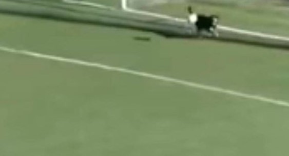 El perro arquerazo que salvó un gol con un cabezazo | Redes