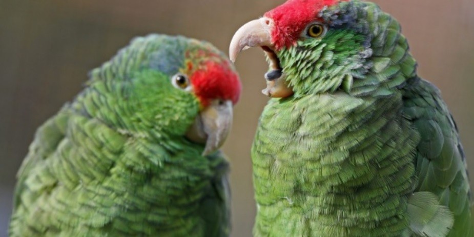 La promiscuidad del loro migirador pone a la especie en peligro de extinción | Curiosidades