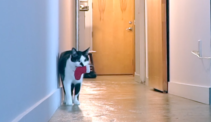 Filmó a su gato cuando está solo en casa y el resultado es espectacular | Redes