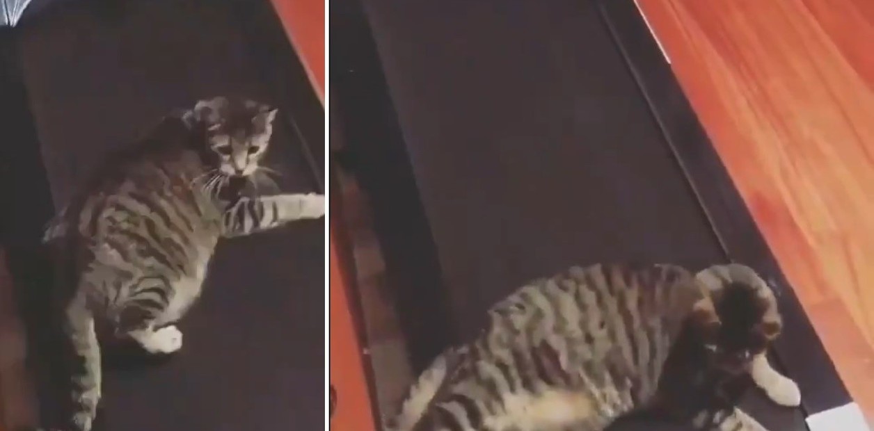Video viral: el gato que quería dormir la siesta arriba de una cinta para correr | Redes