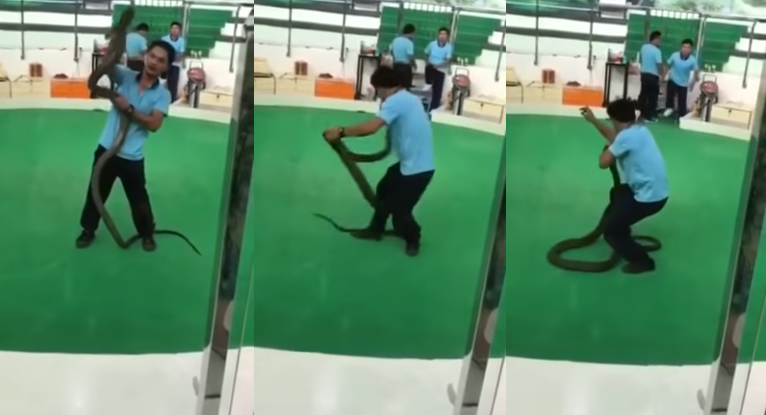 Video: un encantador de serpientes fue mordido por una cobra real | Redes