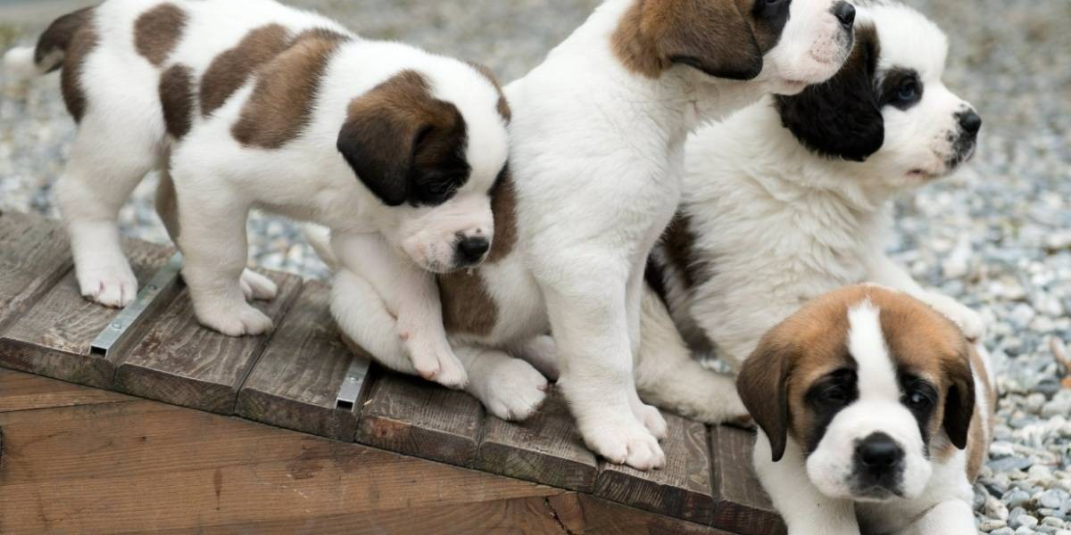 Prohíben la venta de cachorritos para evitar la explotación y el maltrato | Internacionales