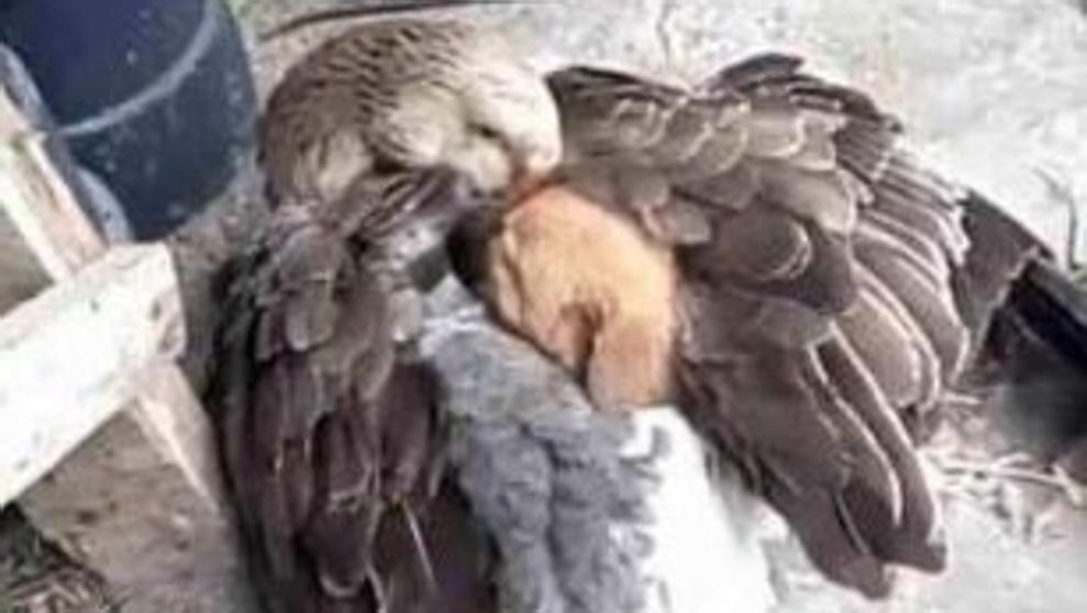 Viral tierno: el pato que salvó del frío a un cachorro de perro en Estados Unidos | Redes