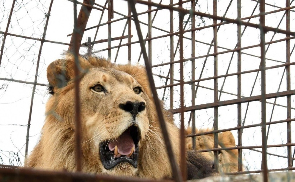 Se escapó un león y mató a una empleada de un zoológico | Internacionales