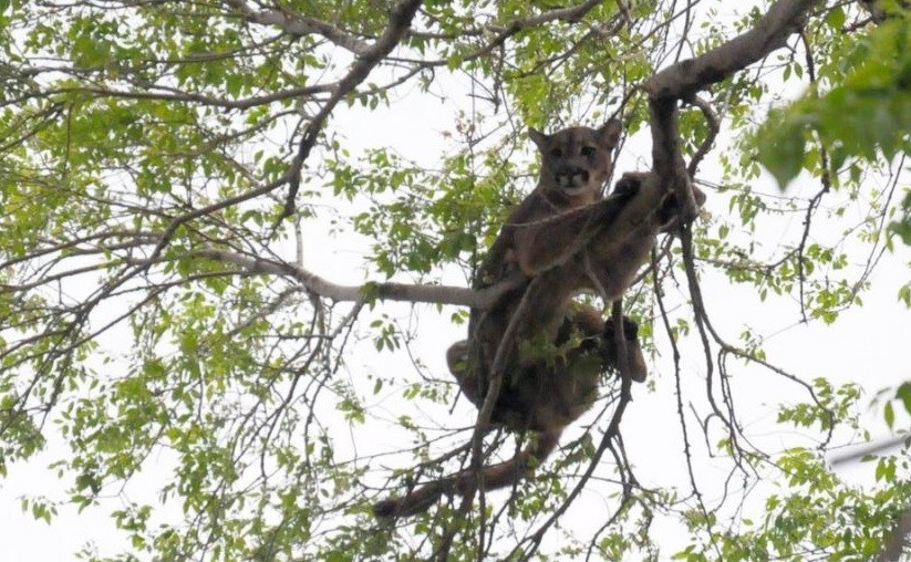 Alerta por un puma suelto en un barrio de Bariloche | Actualidad