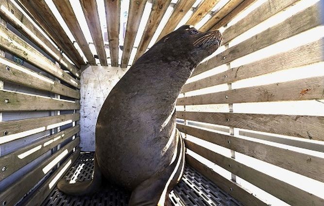 Sacrifican a lobos marinos para proteger a peces en peligro de extinción | Internacionales