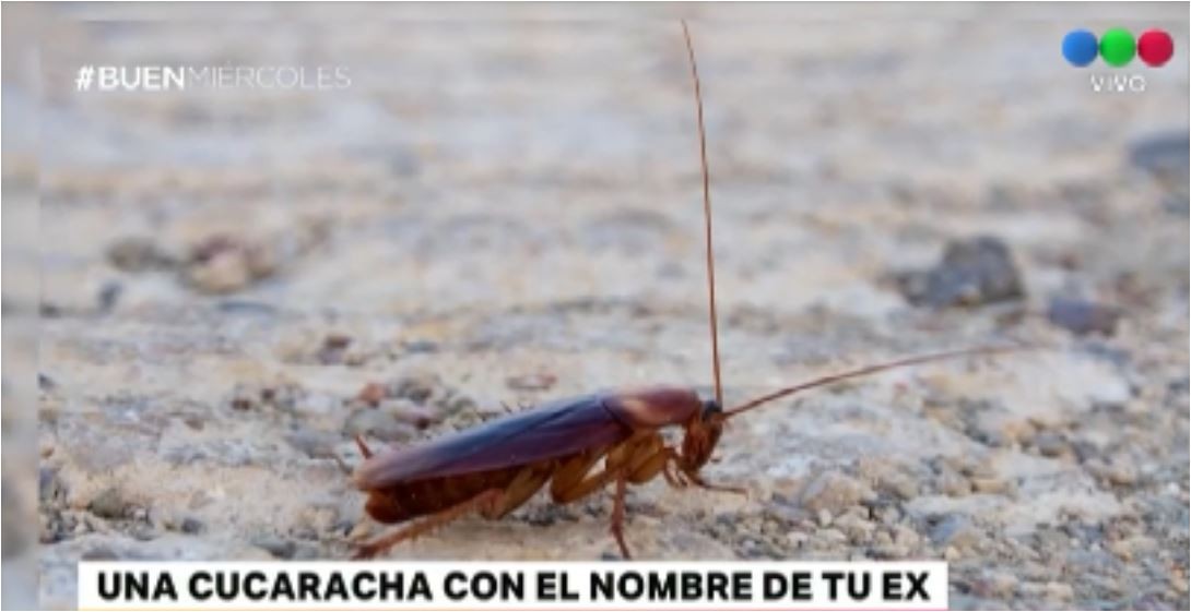 Día de San Valentín: una cucaracha con el nombre de tu ex | Curiosidades