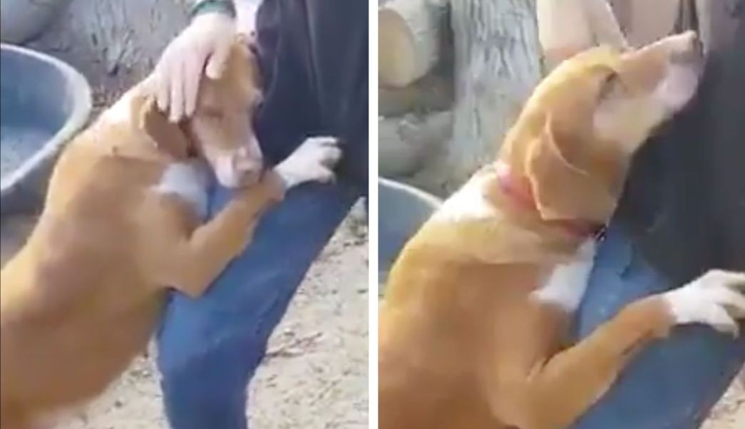 Ternura total: el perro abandonado que logró que lo adopté un reportero | Redes
