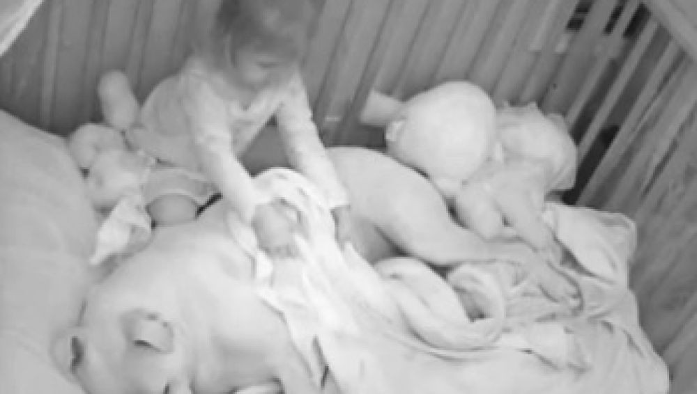 Video: la nena que duerme con su perro pitbull para evitar los ataques de ansiedad | Redes