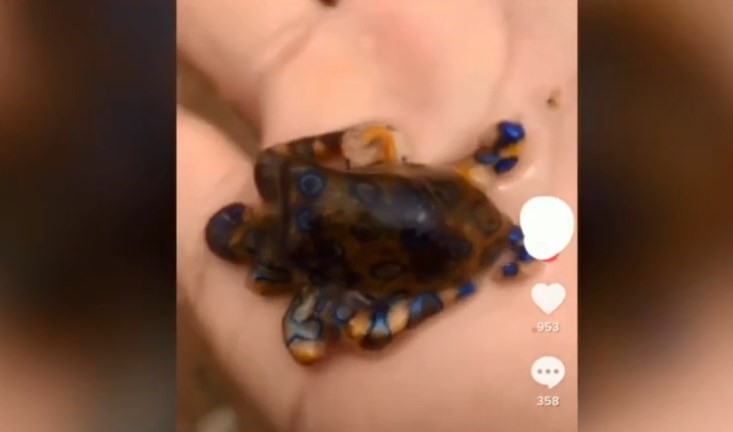 Video escalofriante: un turista sostuvo en la mano el pulpo más venenoso del mundo | Curiosidades