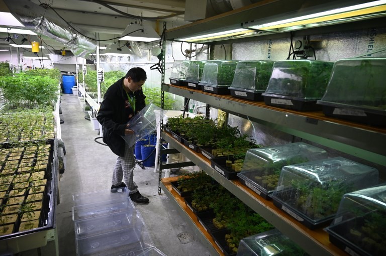 La OMS propone retirar el cannabis del listado internacional de drogas peligrosas | Internacionales