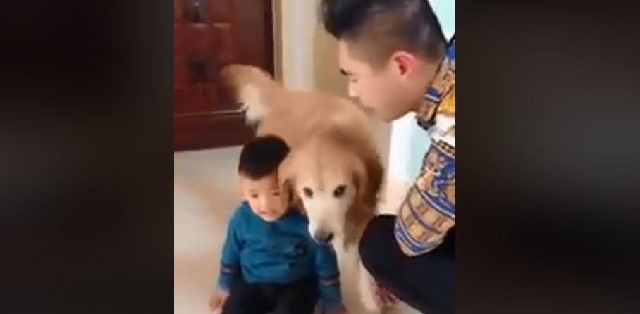 Video viral: el perro que protege a un nene cuando lo reta el padre | Redes