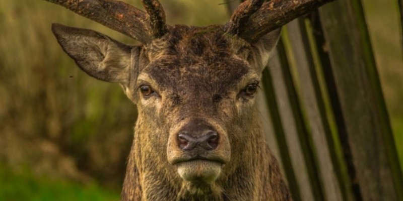 La extraña enfermedad que transforma en "zombies" a los ciervos: investigan si puede afectar a humanos | Curiosidades