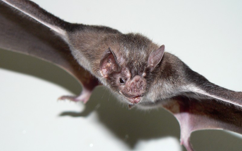 Confirmaron en Misiones un caso de rabia paresiante causada por el murciélago vampiro | Actualidad
