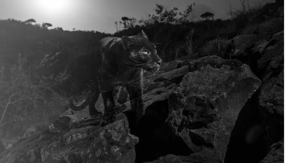 Con esta foto, confirmó un misterio de 100 años | Internacionales