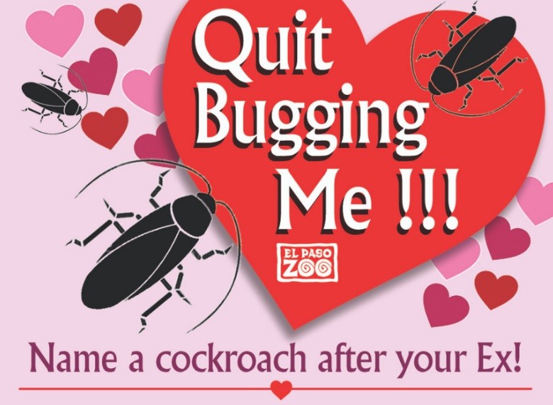 Un zoo propone ponerle nombre de tu ex a una cucaracha para que se la coma un suricato | Curiosidades