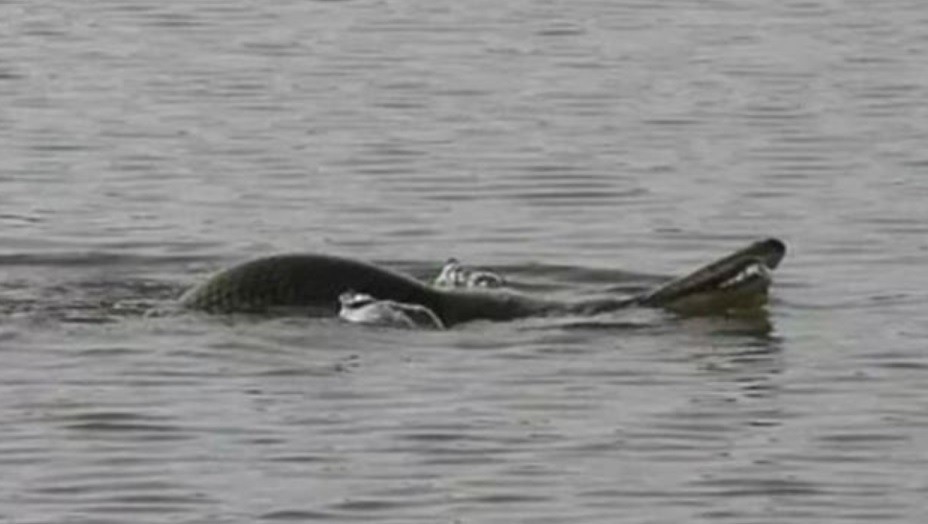 Autoridades piden a la gente que no nade en un lago donde apareció una extraña criatura | Redes