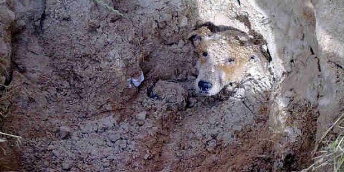 Conmoción en Sudáfrica: enterró viva a su perra discapacitada porque era una molestia | Internacionales