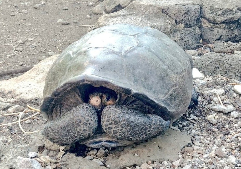 Hallaron una tortuga que se creía extinta hace un siglo | Internacionales