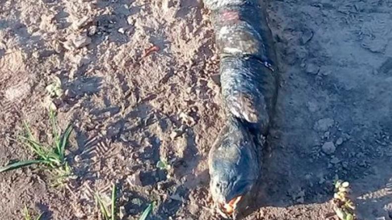 El curioso pez con "dientes humanos" que hallaron en una plantación de  arroz de Santa Fe | Curiosidades