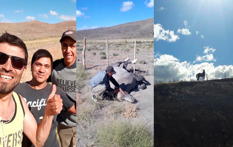 El emocionante rescate de un caballo atrapado en un alambrado | Redes