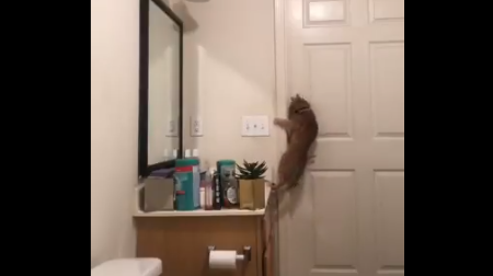 Cámara oculta viral: la impresionante maniobra de un gato para escapar del baño | Redes