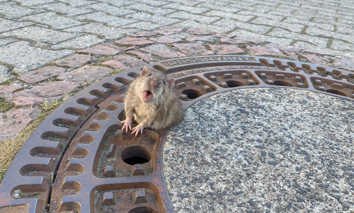 Video: una rata obesa quedó atrapada en una alcantarilla y los bomberos la rescataron | Redes